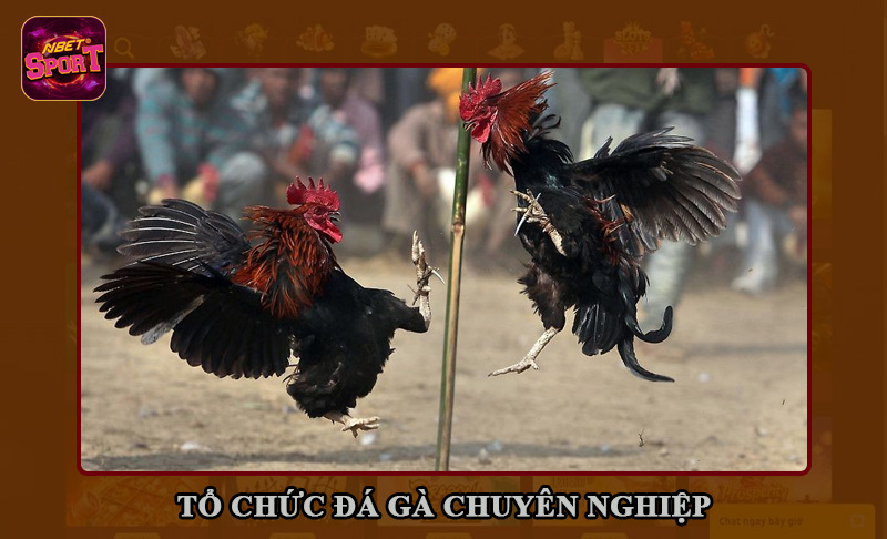 Hình thức tổ chức đá gà chuyên nghiệp