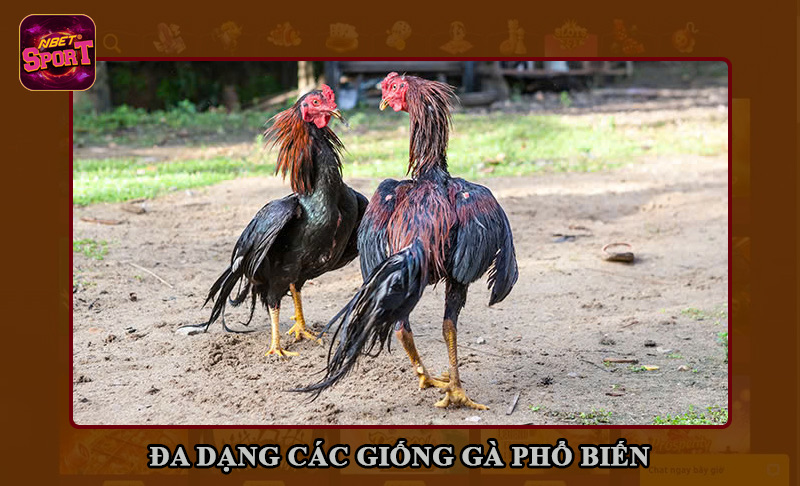 Đa dạng các giống gà phổ biến