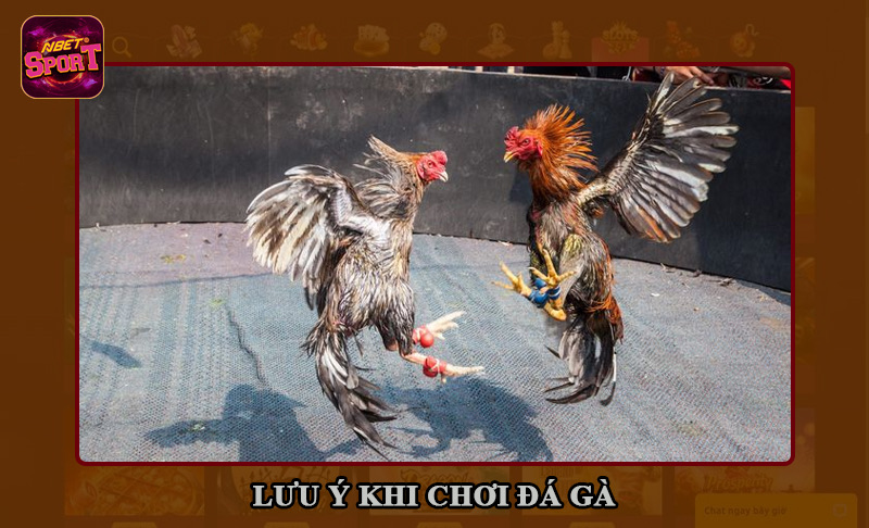Vài điểm cần lưu ý khi chơi đá gà